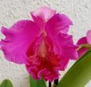 Katleya (Cattleya) - kvetoucí orchidej #4 - 1/2