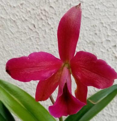 Katleya (Cattleya) - kvetoucí orchidej #6 - 1
