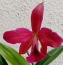 Katleya (Cattleya) - kvetoucí orchidej #6 - 1/2