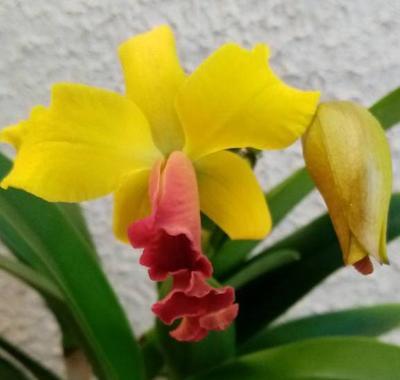Katleya (Cattleya) - kvetoucí orchidej #9 - 1
