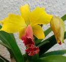Katleya (Cattleya) - kvetoucí orchidej #9 - 1/2