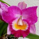 Katleya (Cattleya) - kvetoucí orchidej #12 - 1/2