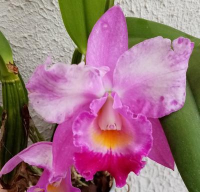 Katleya (Cattleya) - kvetoucí orchidej #10 - 1