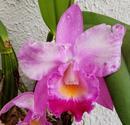Katleya (Cattleya) - kvetoucí orchidej #10 - 1/2