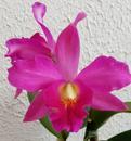 Katleya (Cattleya) - kvetoucí orchidej #11 - 1/2