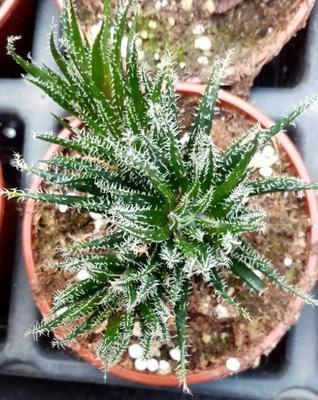 Aloe haworthioides (velká) - 1
