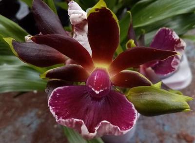 Kvetoucí orchidej Zygopetalum Twins - 1