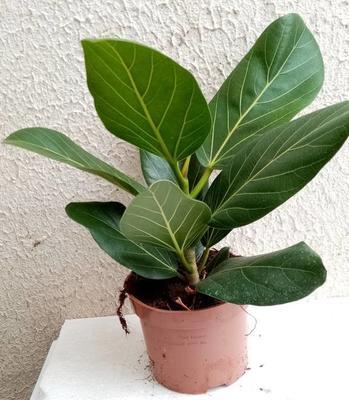 Ficus 'Audrey' - 1