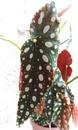 Begonia maculata 'wightii' (velký trs) - 1/3