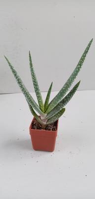 Aloe microstigma (CH1982) - 1