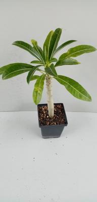 Pachypodium rutenberghianum - 1