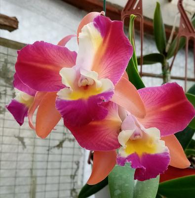 Katleya (Cattleya) - kvetoucí orchidej #3 - 1