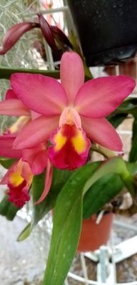 Katleya (Cattleya) - kvetoucí orchidej #1 - 1