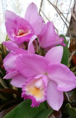 Katleya (Cattleya) - kvetoucí orchidej #2 - 1