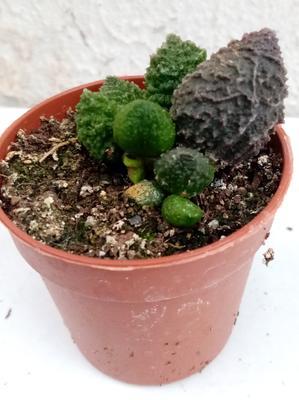Adromischus marianae 'Coral Red' - 1