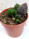 Adromischus marianae 'Coral Red' - 1/3