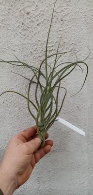 Tillandsia pauciflora - 1