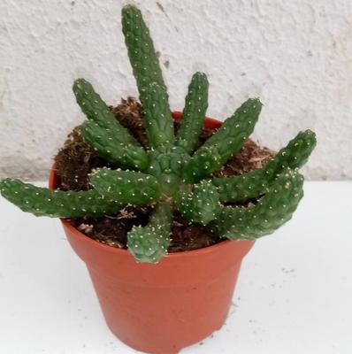 Euphorbia inermis - 1