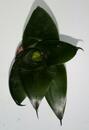 Sansevieria trifasciata 'Black Dragon' - 1/2