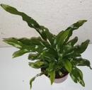 Microsorum diversifolium - 1/2