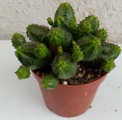 Euphorbia pseudoglobosa - 1