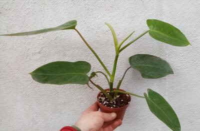 Philodendron 'Emerald' - 1