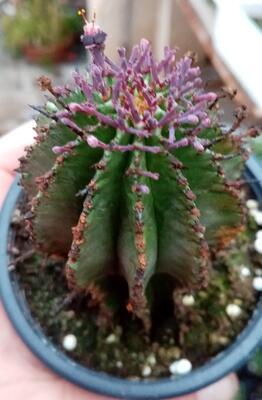 Euphorbia horrida - 1