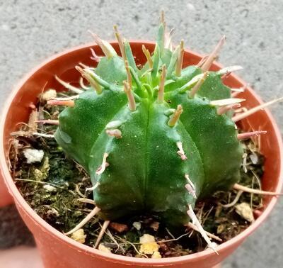 Euphorbia pulvinata - 1