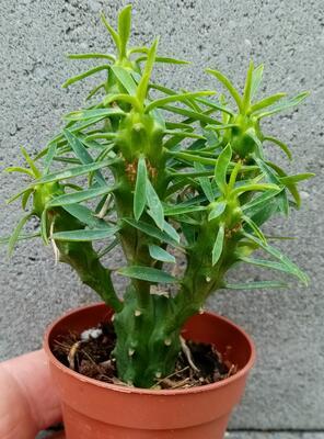 Euphorbia loricata - 1