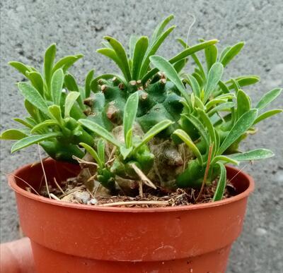 Euphorbia bupleurifolia - 1