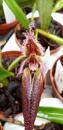 Bulbophyllum fascinator - 1/4