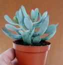 Cotyledon orbiculata 'Happy Young Lady' - 1/3
