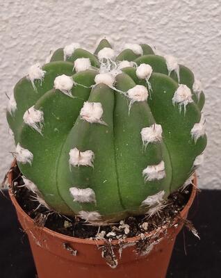 Echinopsis subdenudata - 1