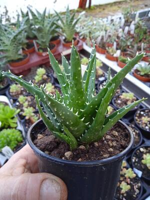 Aloe mitriformis - 1