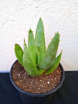 Aloe falcata (CH2274) - 1