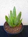 Aloe falcata (CH2274) - 1/2