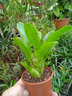 Neoregelia rubrifolia #4 - 1