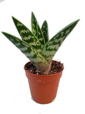 Aloe variegata - 1