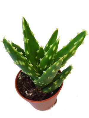 Aloe mitriformis 'Hard' - 1