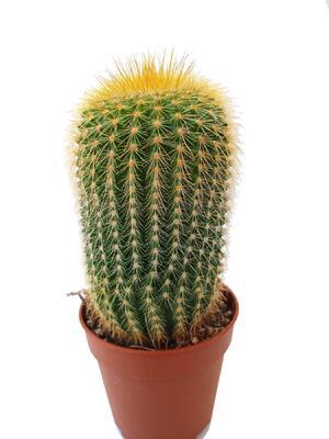 Eriocactus leninghausii - 1