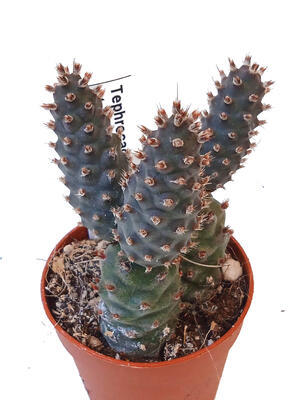 Tephrocactus strobiliformis - 1
