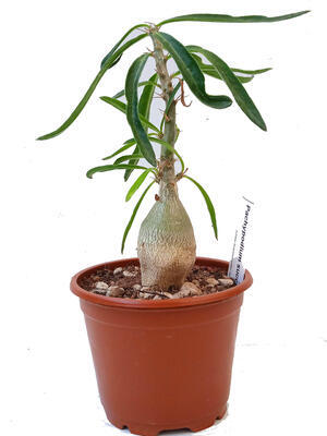Pachypodium succulentum - 1