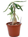 Pachypodium succulentum - 1/3