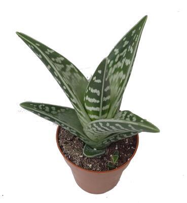 Aloe variegata - 1