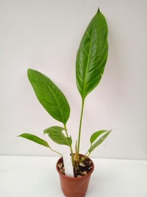 Anthurium salviniae - 1