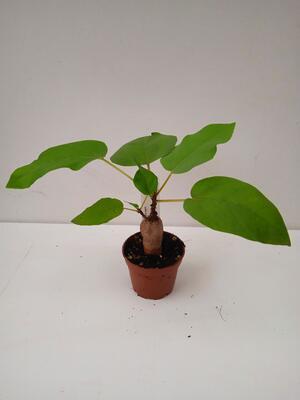 Ficus palmeri - 1