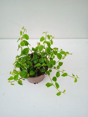 Ficus pumila 'variegata' - 1