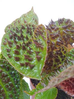 Begonia ferox - 1