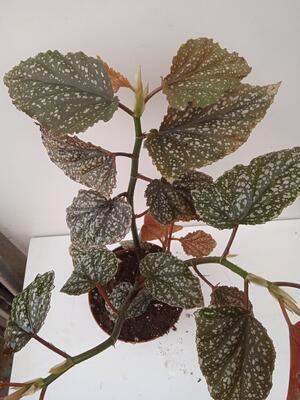 Begonia pseudolubbersii 'Silver spot' - 1
