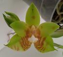 Phalaenopsis Tsay's Evergreen x Yaphon Green Canary - 1/3
